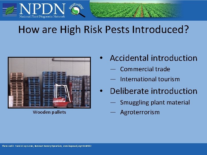 How are High Risk Pests Introduced? • Accidental introduction — Commercial trade — International How are High Risk Pests Introduced? • Accidental introduction — Commercial trade — International