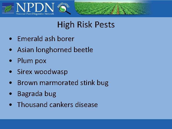 High Risk Pests • • Emerald ash borer Asian longhorned beetle Plum pox Sirex High Risk Pests • • Emerald ash borer Asian longhorned beetle Plum pox Sirex