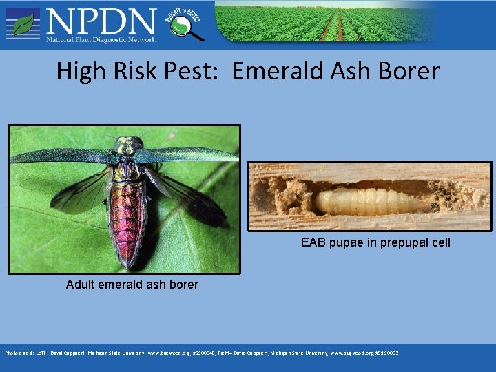 High Risk Pest: Emerald Ash Borer EAB pupae in prepupal cell Adult emerald ash High Risk Pest: Emerald Ash Borer EAB pupae in prepupal cell Adult emerald ash
