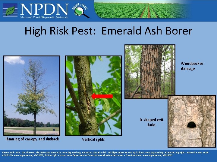 High Risk Pest: Emerald Ash Borer Woodpecker damage D-shaped exit hole Thinning of canopy High Risk Pest: Emerald Ash Borer Woodpecker damage D-shaped exit hole Thinning of canopy