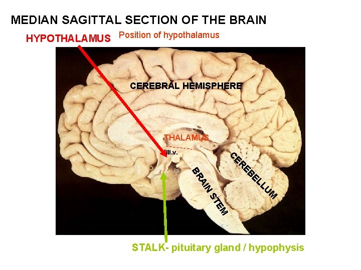 MEDIAN SAGITTAL SECTION OF THE BRAIN HYPOTHALAMUS Position of hypothalamus CEREBRAL HEMISPHERE THALAMUS EM