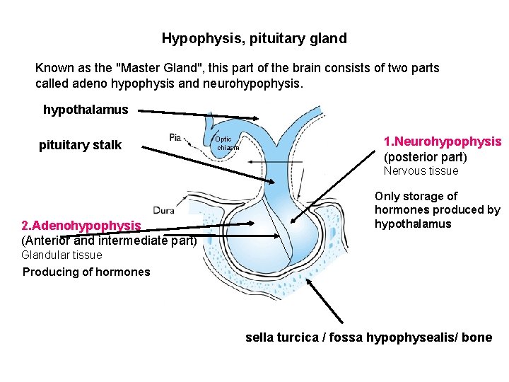 Hypophysis, pituitary gland Known as the "Master Gland", this part of the brain consists