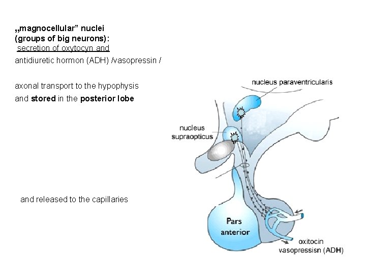 „magnocellular” nuclei (groups of big neurons): secretion of oxytocyn and antidiuretic hormon (ADH) /vasopressin