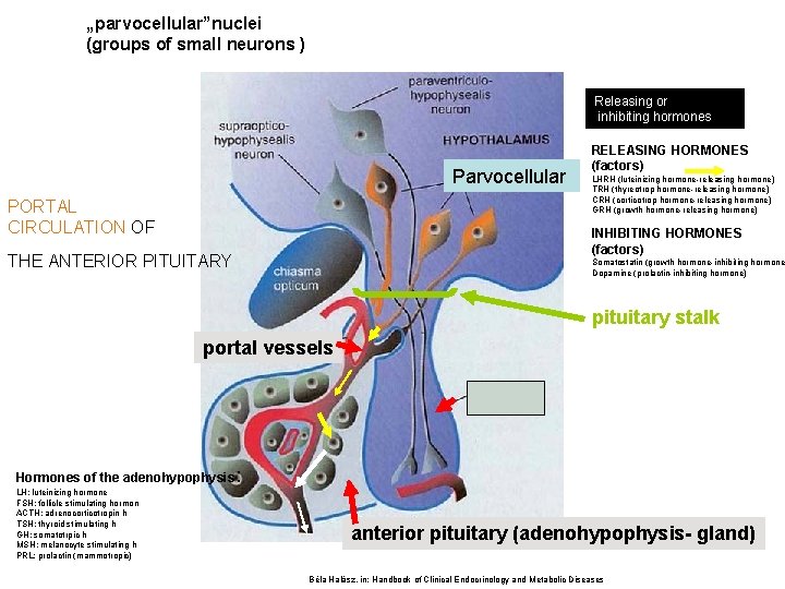 „parvocellular”nuclei (groups of small neurons ) Releasing or inhibiting hormones Parvocellular PORTAL CIRCULATION OF