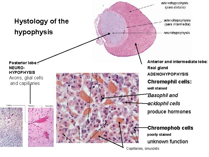 Hystology of the hypophysis Posterior lobe : NEUROHYPOPHYSIS Axons, glial cells and capillaries Anterior