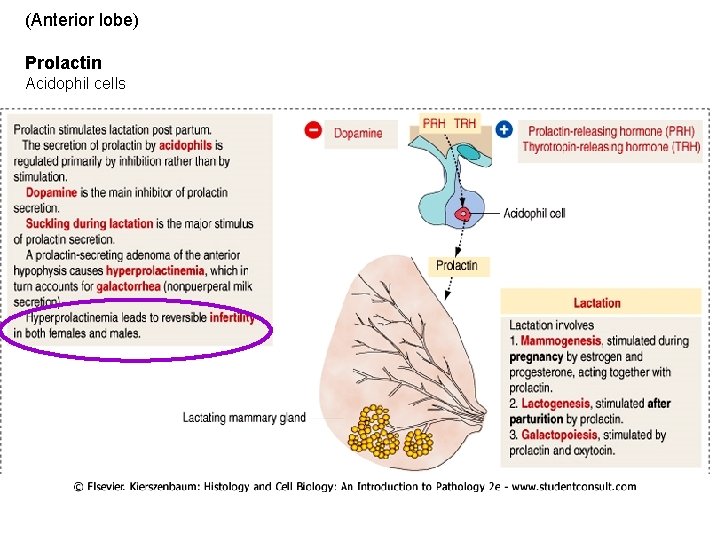 (Anterior lobe) Prolactin Acidophil cells 