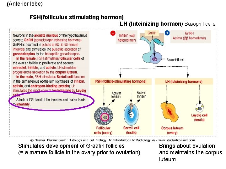 (Anterior lobe) FSH(folliculus stimulating hormon) LH (luteinizing hormon) Basophil cells Stimulates development of Graafin