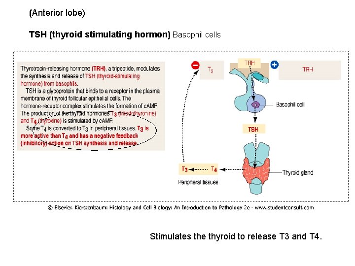 (Anterior lobe) TSH (thyroid stimulating hormon) Basophil cells Stimulates the thyroid to release T