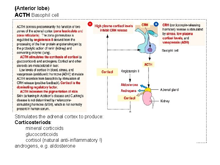 (Anterior lobe) ACTH Basophil cell Stimulates the adrenal cortex to produce: Corticosteriods: mineral corticoids