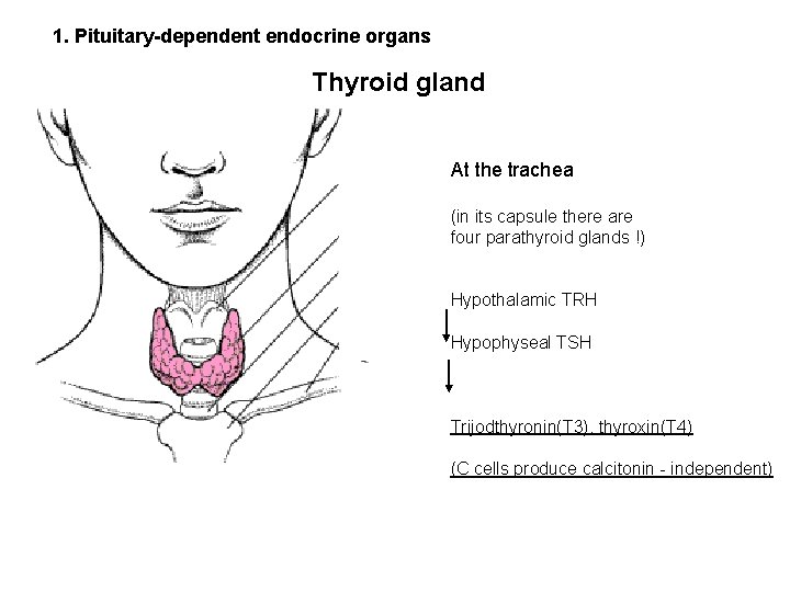 1. Pituitary-dependent endocrine organs Thyroid gland At the trachea (in its capsule there are