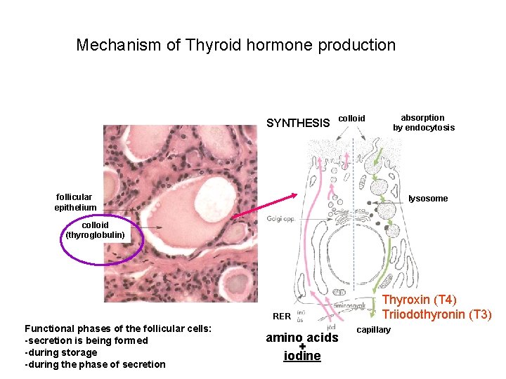 Mechanism of Thyroid hormone production SYNTHESIS absorption by endocytosis colloid follicular epithelium lysosome colloid