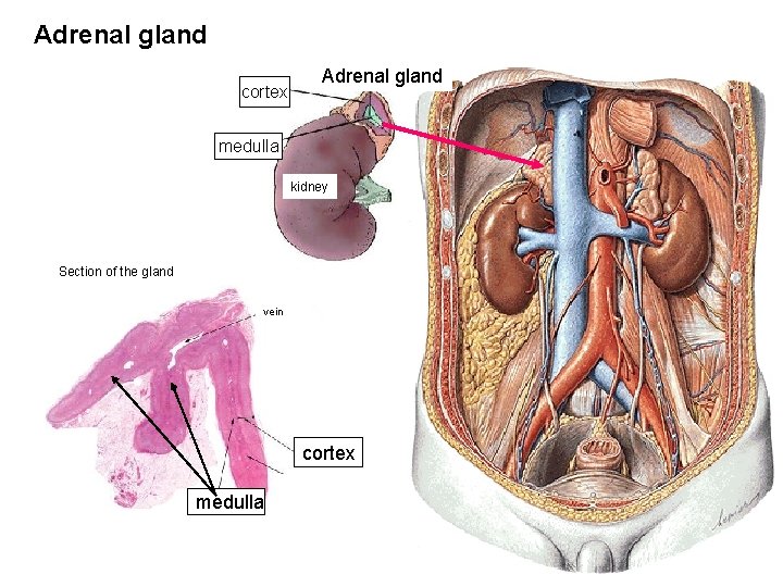 Adrenal gland cortex Adrenal gland medulla kidney Section of the gland vein cortex medulla