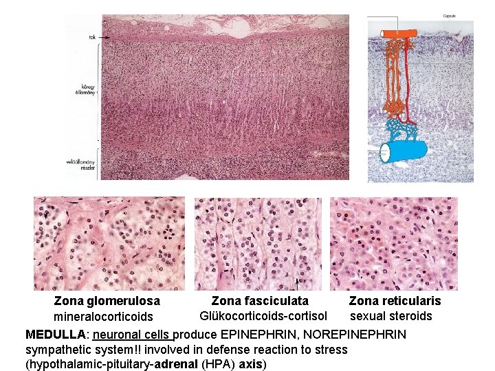 Zona reticularis Zona glomerulosa Zona fasciculata Glükocorticoids-cortisol sexual steroids mineralocorticoids MEDULLA: neuronal cells produce