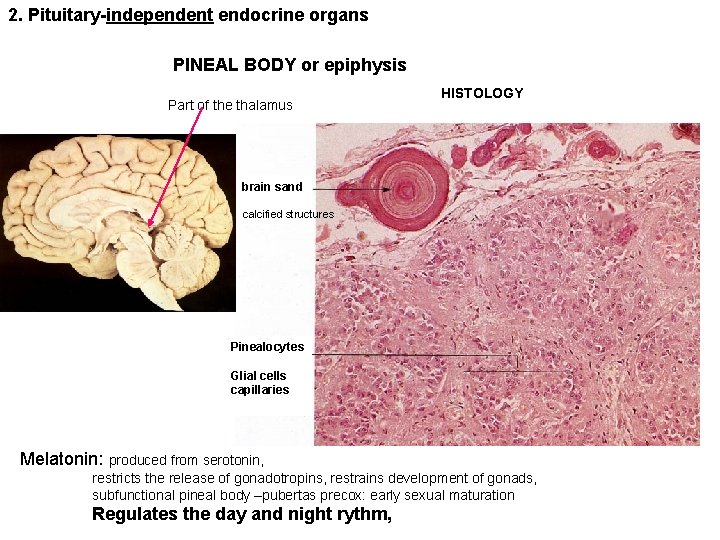 2. Pituitary-independent endocrine organs PINEAL BODY or epiphysis HISTOLOGY Part of the thalamus brain