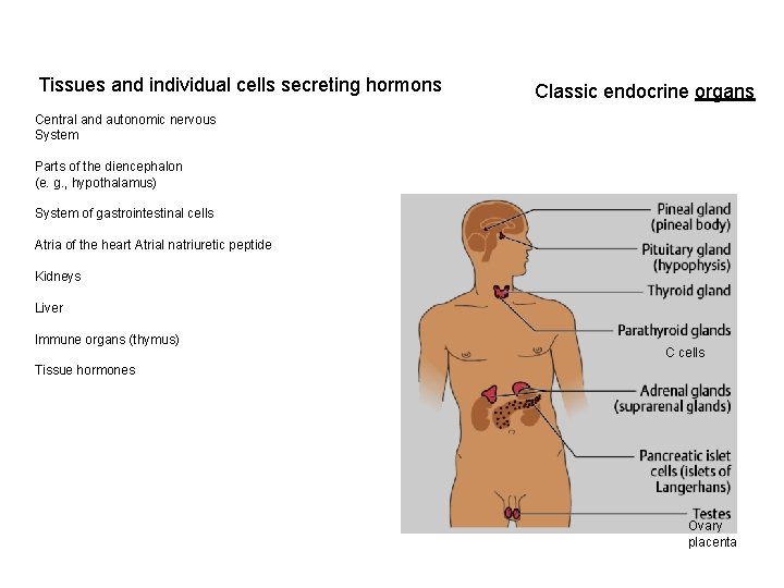 Tissues and individual cells secreting hormons Classic endocrine organs Central and autonomic nervous System