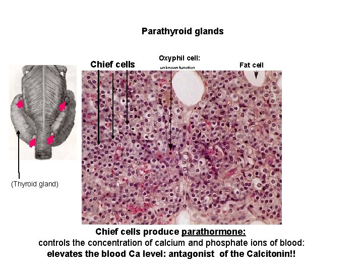 Parathyroid glands Chief cells Oxyphil cell: unknown function Fat cell (Thyroid gland) Chief cells