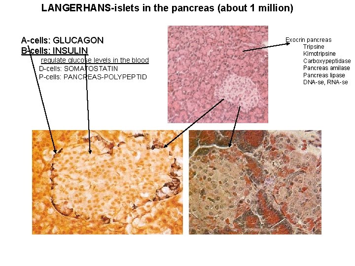 LANGERHANS-islets in the pancreas (about 1 million) A-cells: GLUCAGON B-cells: INSULIN regulate glucose levels