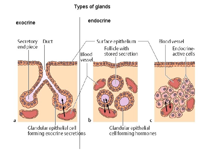 Types of glands exocrine endocrine 