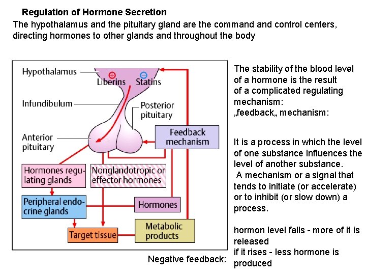 Regulation of Hormone Secretion The hypothalamus and the pituitary gland are the command control