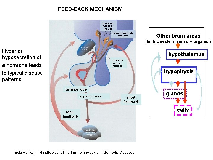FEED-BACK MECHANISM ultrashort feedback (neural) hypophyseotroph neurons Other brain areas (limbic system, sensory organs.