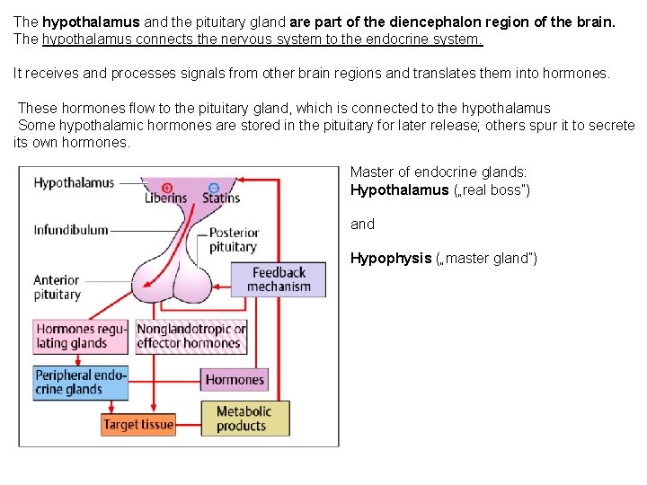 The hypothalamus and the pituitary gland are part of the diencephalon region of the