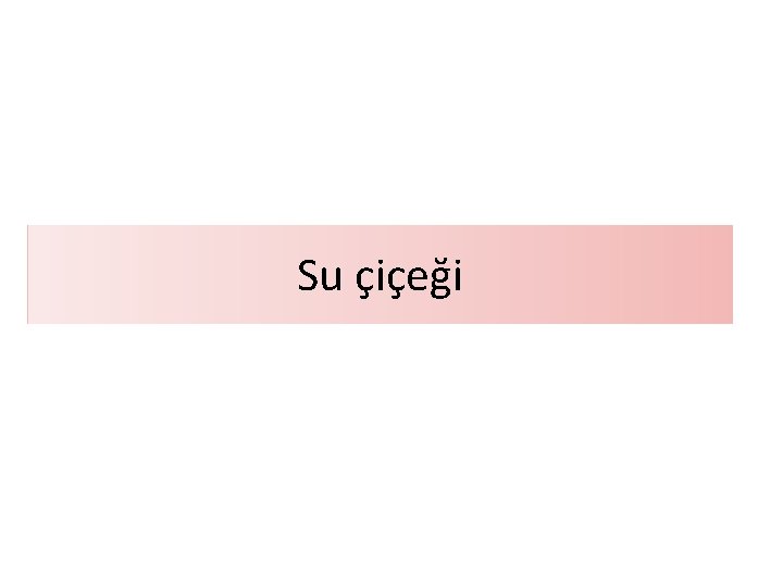 Su çiçeği Su çiçeği