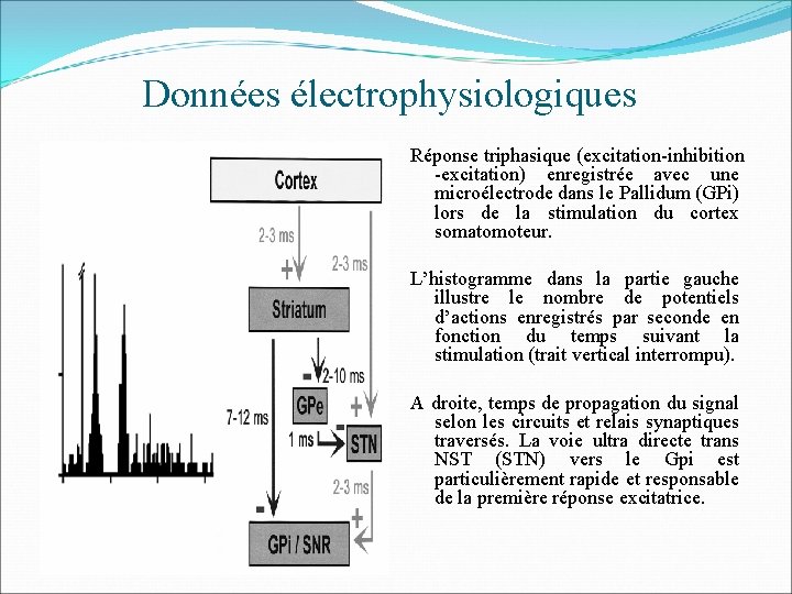 Données électrophysiologiques Réponse triphasique (excitation-inhibition -excitation) enregistrée avec une microélectrode dans le Pallidum (GPi)