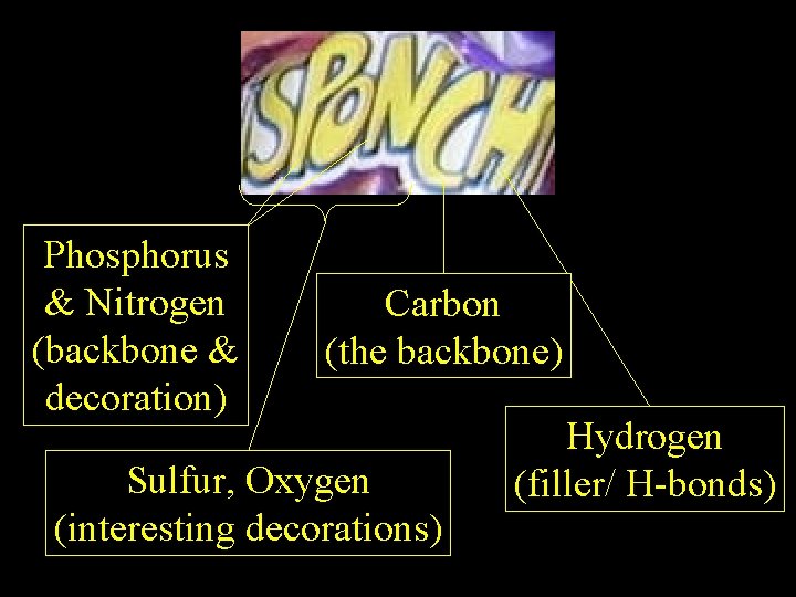 Phosphorus & Nitrogen (backbone & decoration) Carbon (the backbone) Sulfur, Oxygen (interesting decorations) Hydrogen