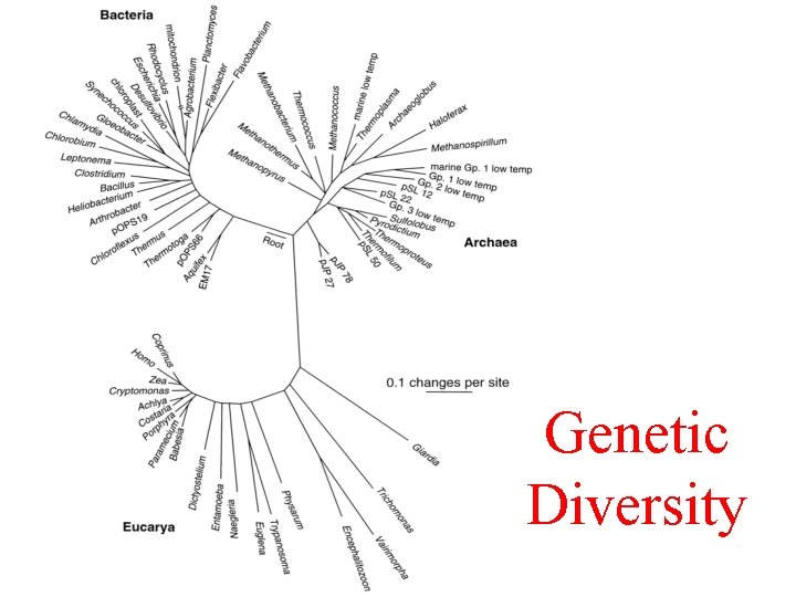 Genetic Diversity 