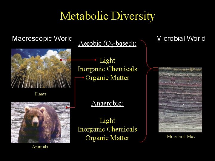 Metabolic Diversity Macroscopic World Aerobic (O 2 -based): Microbial World Light Inorganic Chemicals Organic