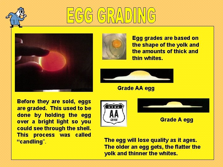 Egg grades are based on the shape of the yolk and the amounts of