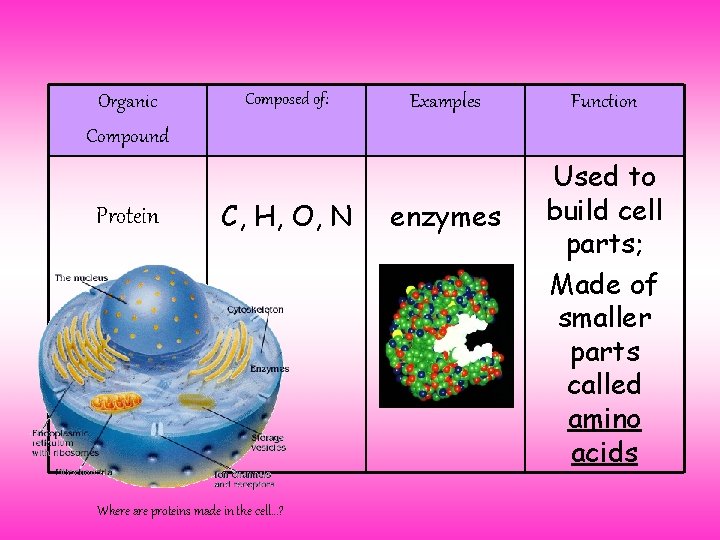 Organic Compound Protein Composed of: C, H, O, N Where are proteins made in