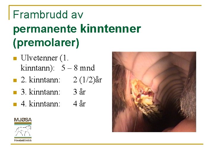 Frambrudd av permanente kinntenner (premolarer) n n Ulvetenner (1. kinntann): 5 – 8 mnd