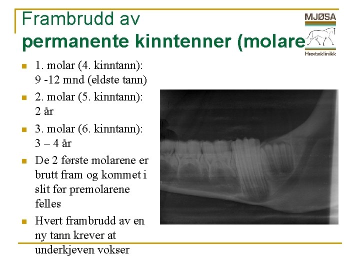 Frambrudd av permanente kinntenner (molarer) n n n 1. molar (4. kinntann): 9 -12