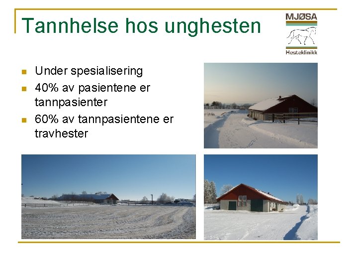 Tannhelse hos unghesten n Under spesialisering 40% av pasientene er tannpasienter 60% av tannpasientene