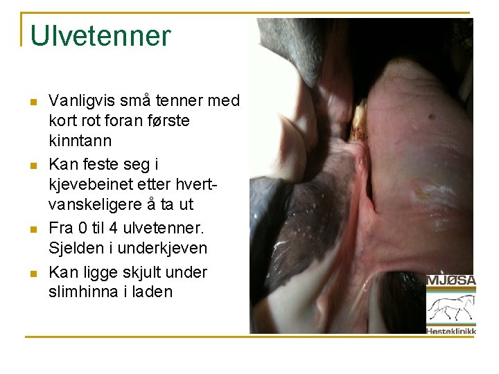 Ulvetenner n n Vanligvis små tenner med kort rot foran første kinntann Kan feste