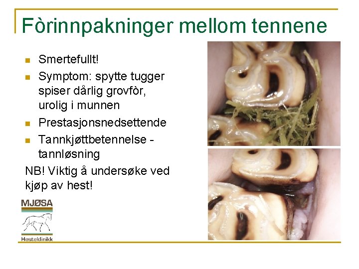 Fòrinnpakninger mellom tennene Smertefullt! n Symptom: spytte tugger spiser dårlig grovfòr, urolig i munnen