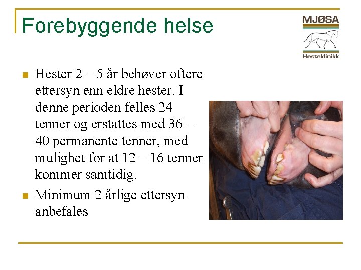 Forebyggende helse n n Hester 2 – 5 år behøver oftere ettersyn enn eldre