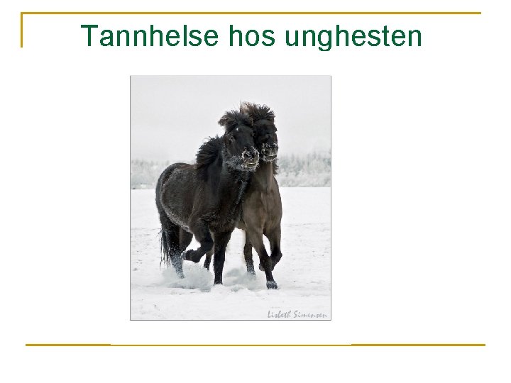 Tannhelse hos unghesten 