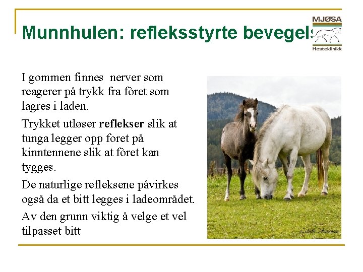 Munnhulen: refleksstyrte bevegelser I gommen finnes nerver som reagerer på trykk fra fòret som