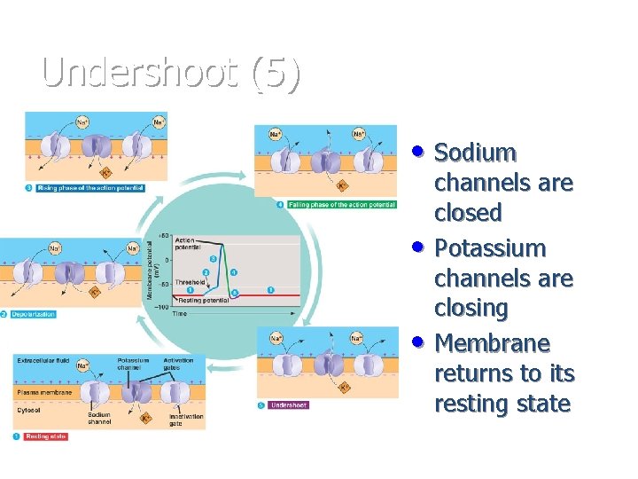 Undershoot (5) * • Sodium • • channels are closed Potassium channels are closing