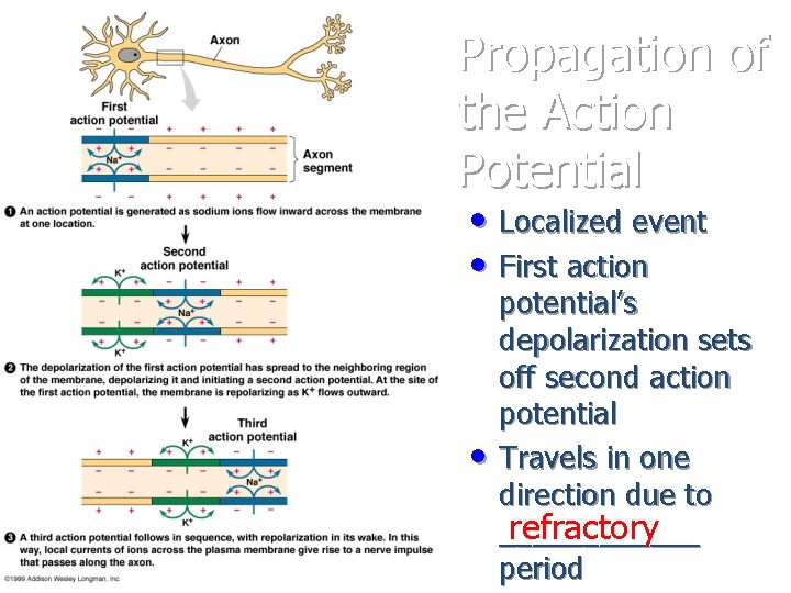 Propagation of the Action Potential • Localized event • First action • potential’s depolarization