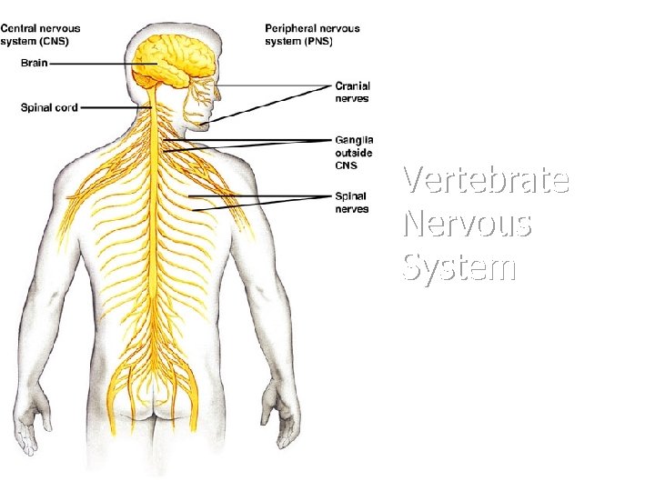 Vertebrate Nervous System 