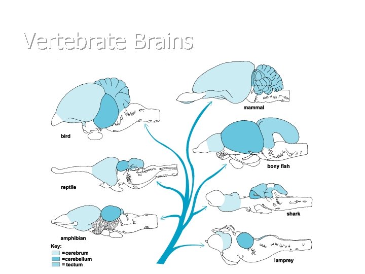 Vertebrate Brains 