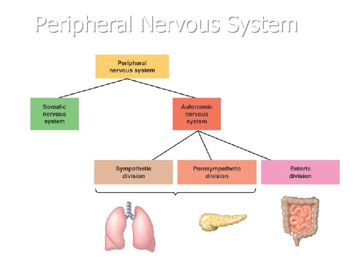 Peripheral Nervous System 