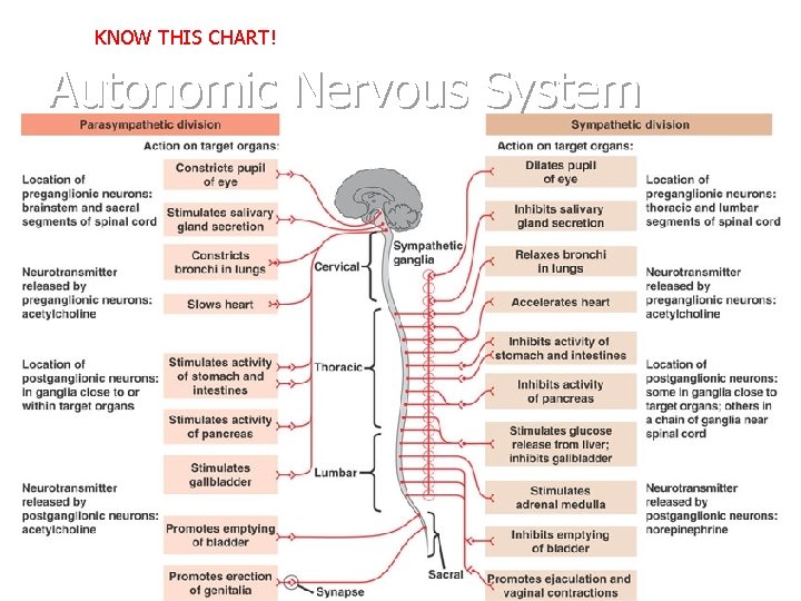 KNOW THIS CHART! * Autonomic Nervous System 