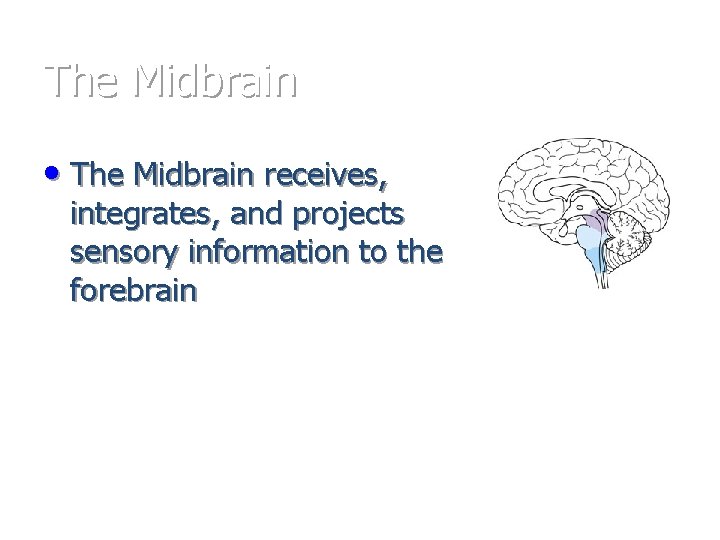 The Midbrain • The Midbrain receives, integrates, and projects sensory information to the forebrain