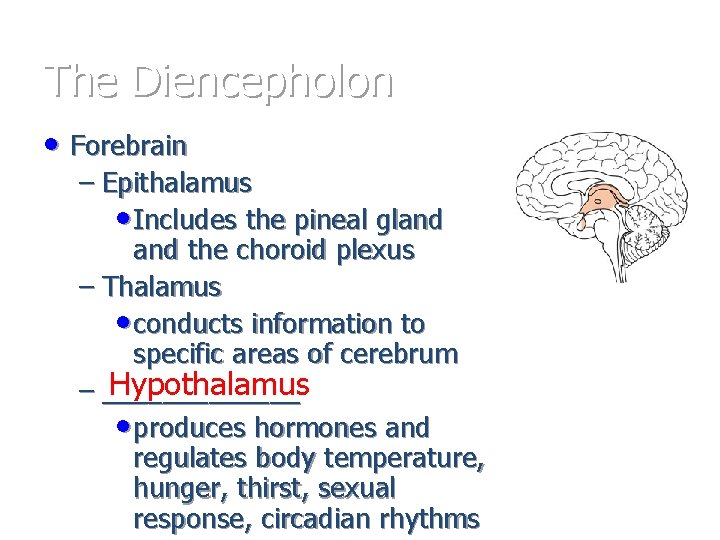 The Diencepholon • Forebrain – Epithalamus • Includes the pineal gland the choroid plexus