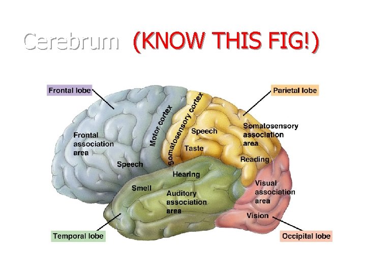 Cerebrum (KNOW THIS FIG!) 