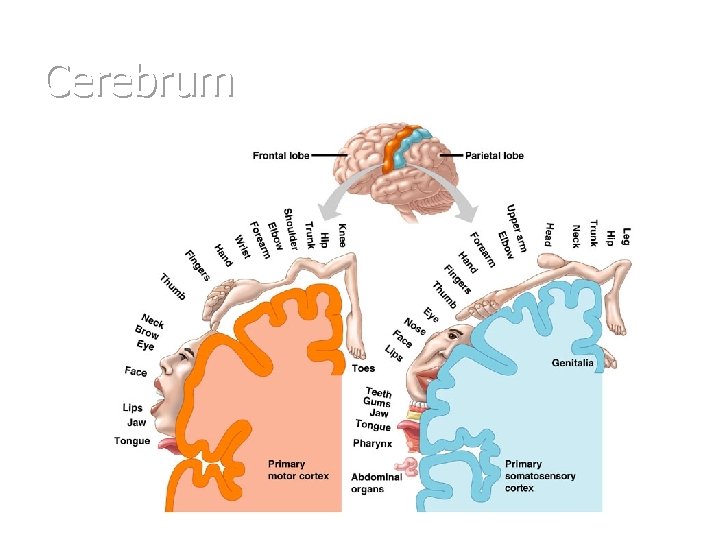 Cerebrum 